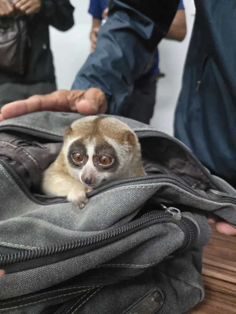 จับหนุ่มพกอาวุธลอบโชว์ 'นางอาย' ให้กับนักท่องเที่ยวถ่ายภาพ