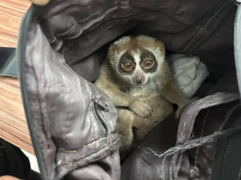 จับหนุ่มพกอาวุธลอบโชว์ 'นางอาย' ให้กับนักท่องเที่ยวถ่ายภาพ