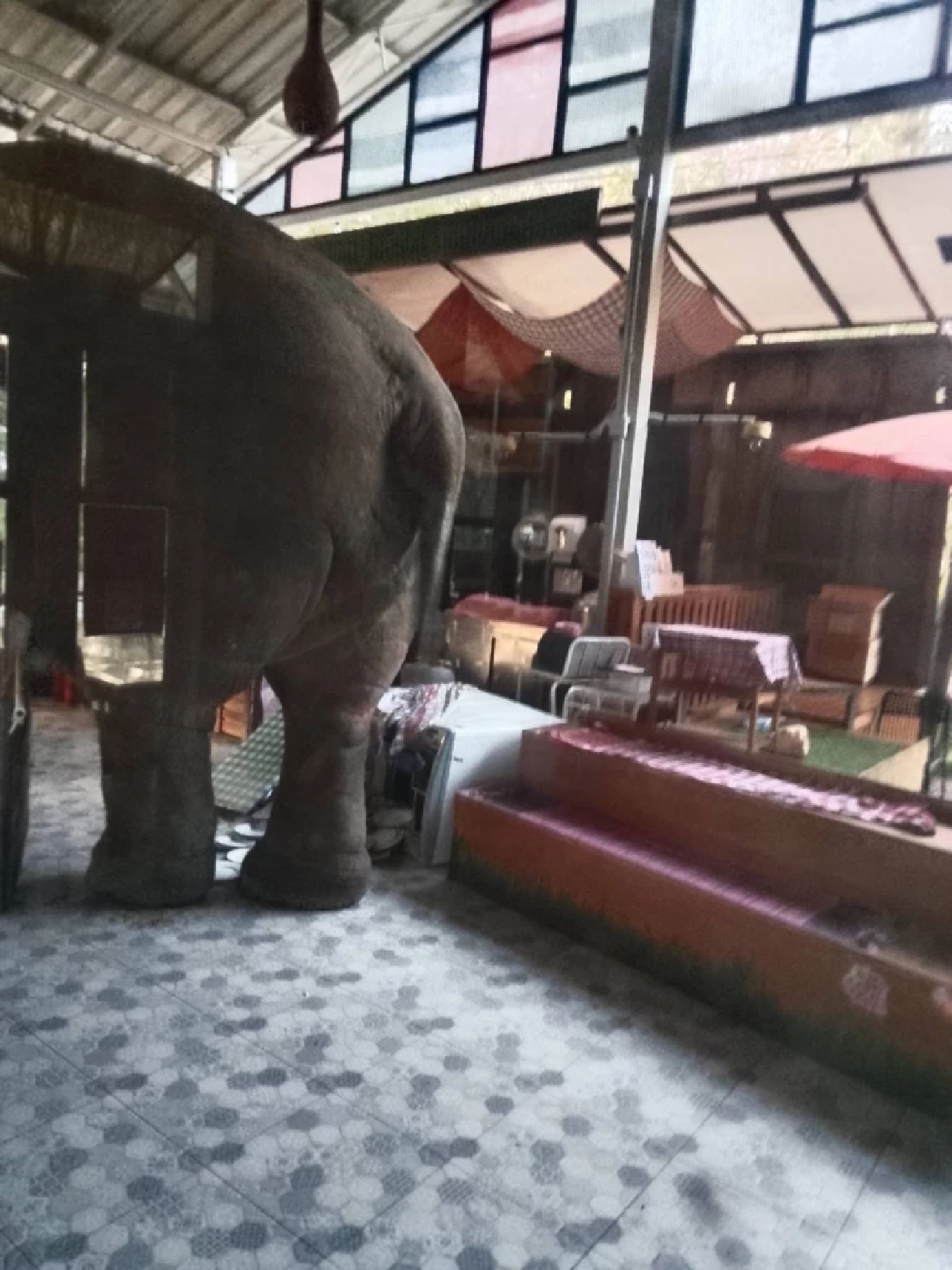 ช้างป่า "พลายเบี่ยงเล็ก" บุกรื้อร้านมิชลินเขาใหญ่พังยับรอบ 2