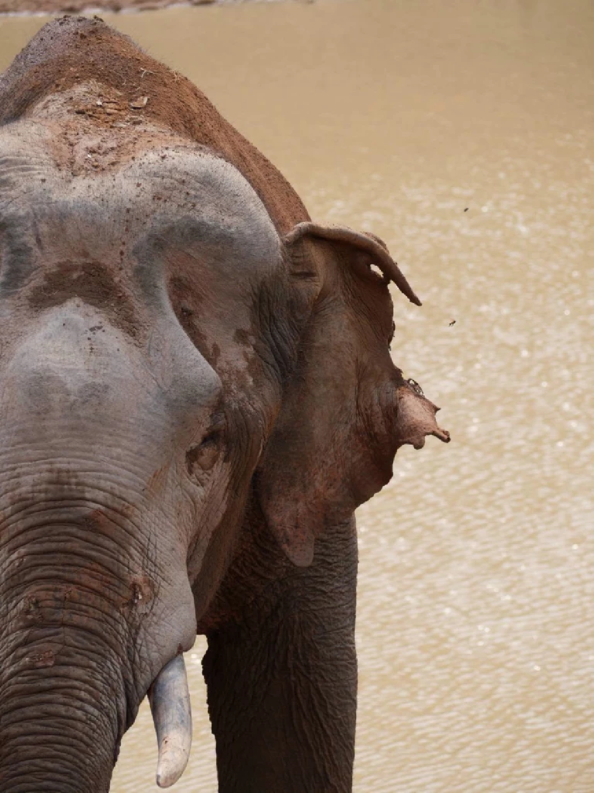 จนท.เขาใหญ่เร่งรักษา 'พลายจ่าย่น' บาดเจ็บหนัก หางขาดแผลทั่วตัว