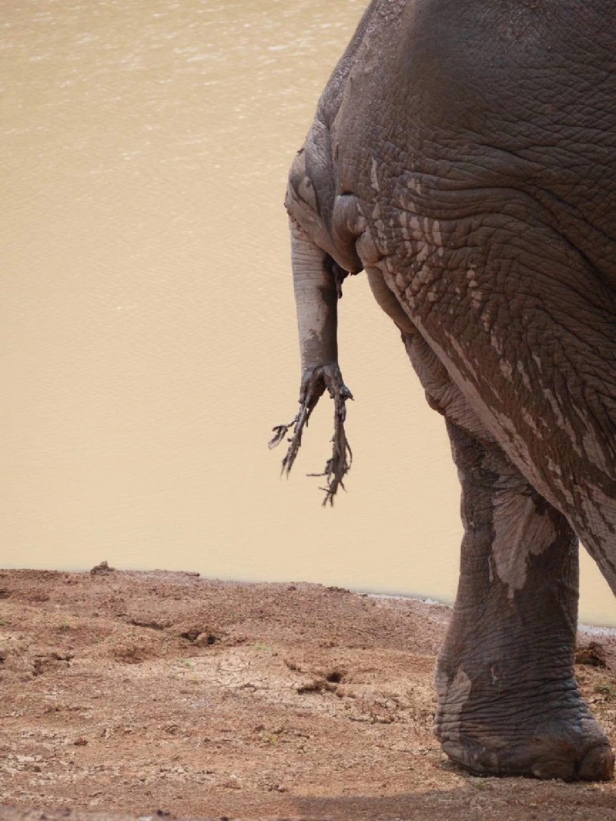 จนท.เขาใหญ่เร่งรักษา 'พลายจ่าย่น' บาดเจ็บหนัก หางขาดแผลทั่วตัว