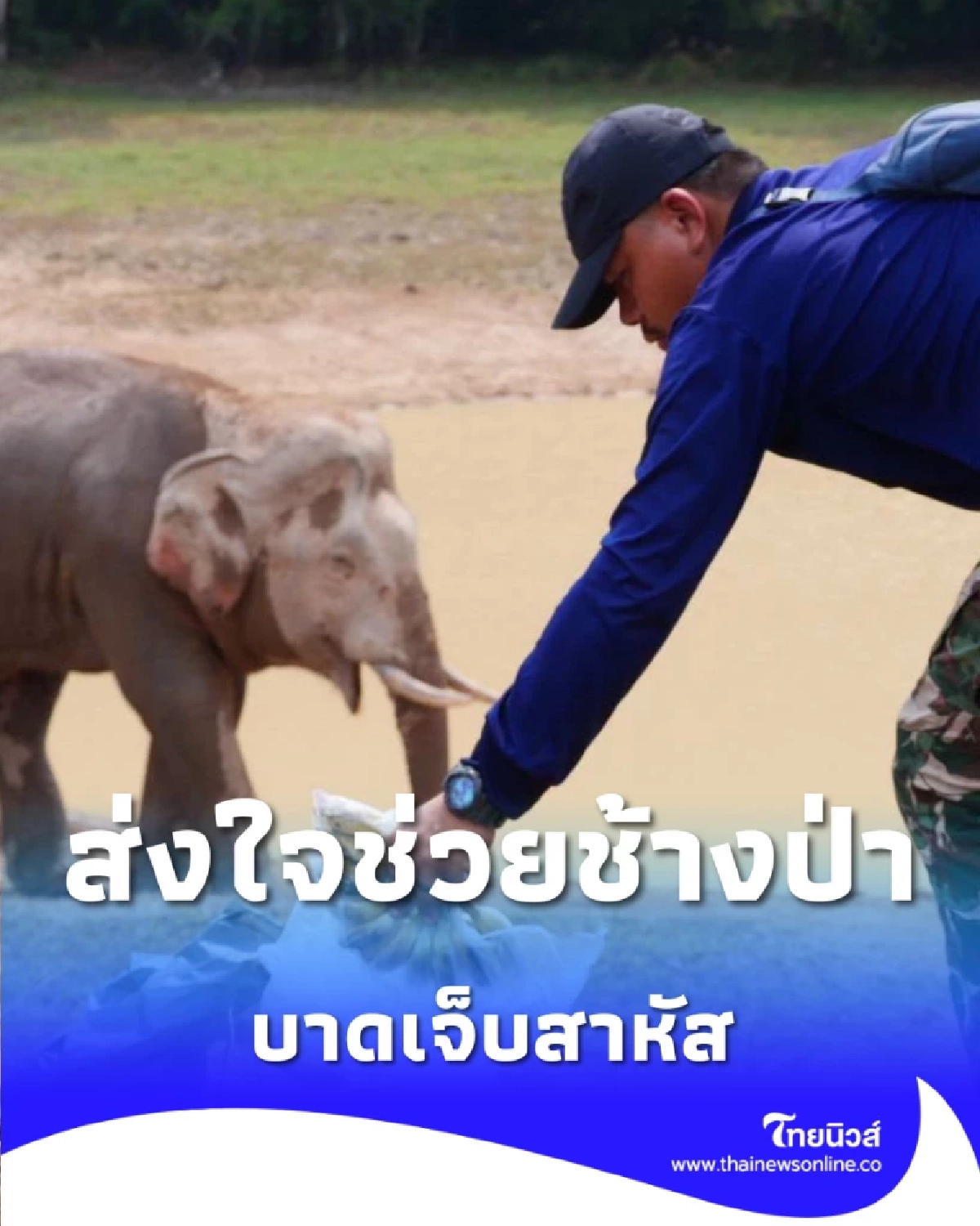 ส่งใจช่วย พลายจ่าย่น ช้างป่าเจ็บสาหัส ทีมหมอเขาใหญ่รุดช่วยชีวิต