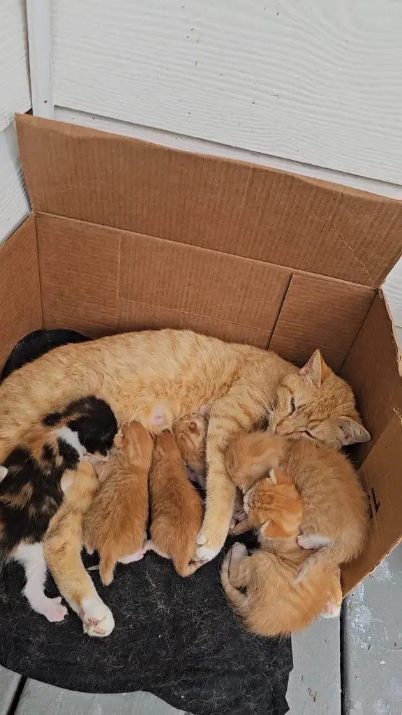 เอ็นดูหนักมาก หนุ่มเท็กซัสรับบทใหม่ มีลูกแมว 8 ตัวในวันเดียว