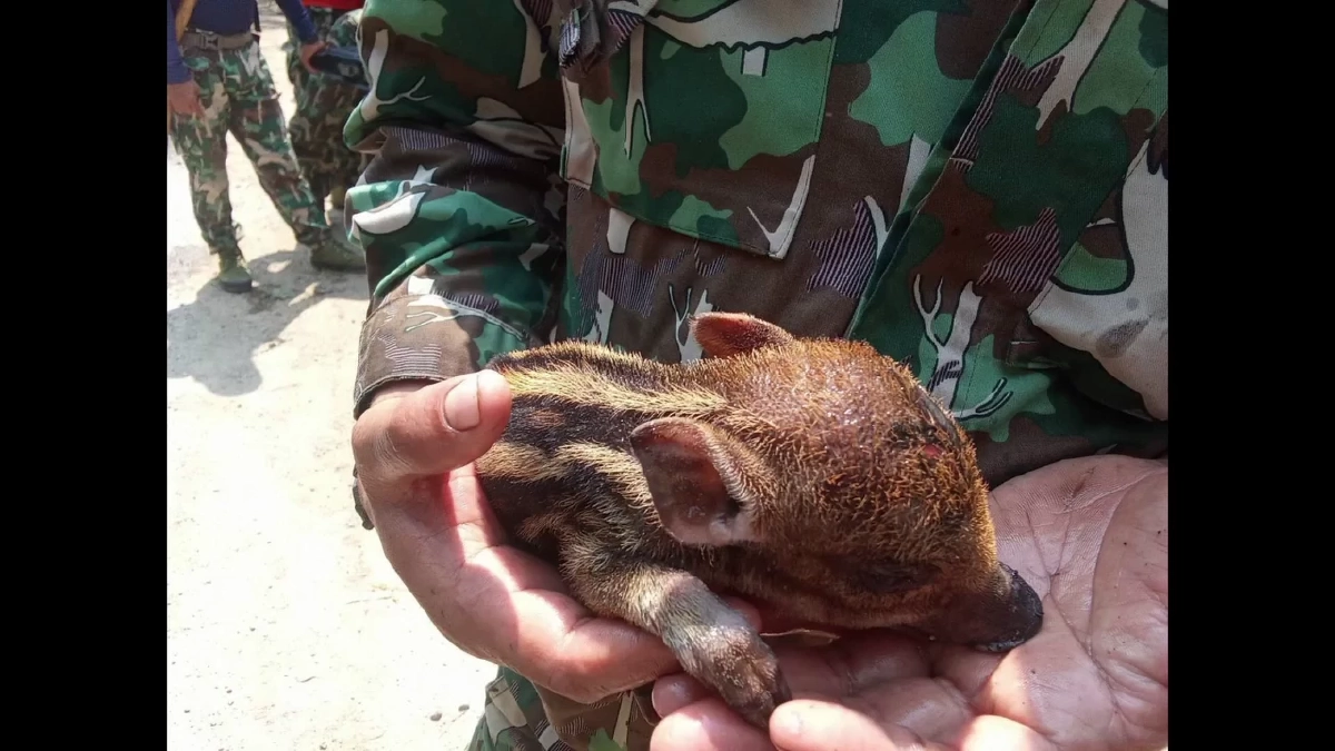 ช่วยลูกหมูป่า "บุญรอด" หนีไฟป่าเชียงดาว สภาพถูกไฟคลอกอิดโรย