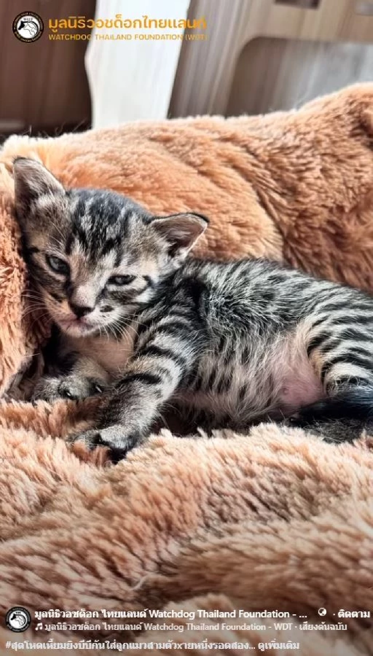 สลดหนัก ลูกแมว 3 ตัวเหยื่อคนเหี้ยม เห็นสายตาปวดใจ พวกหนูทำอะไรผิด