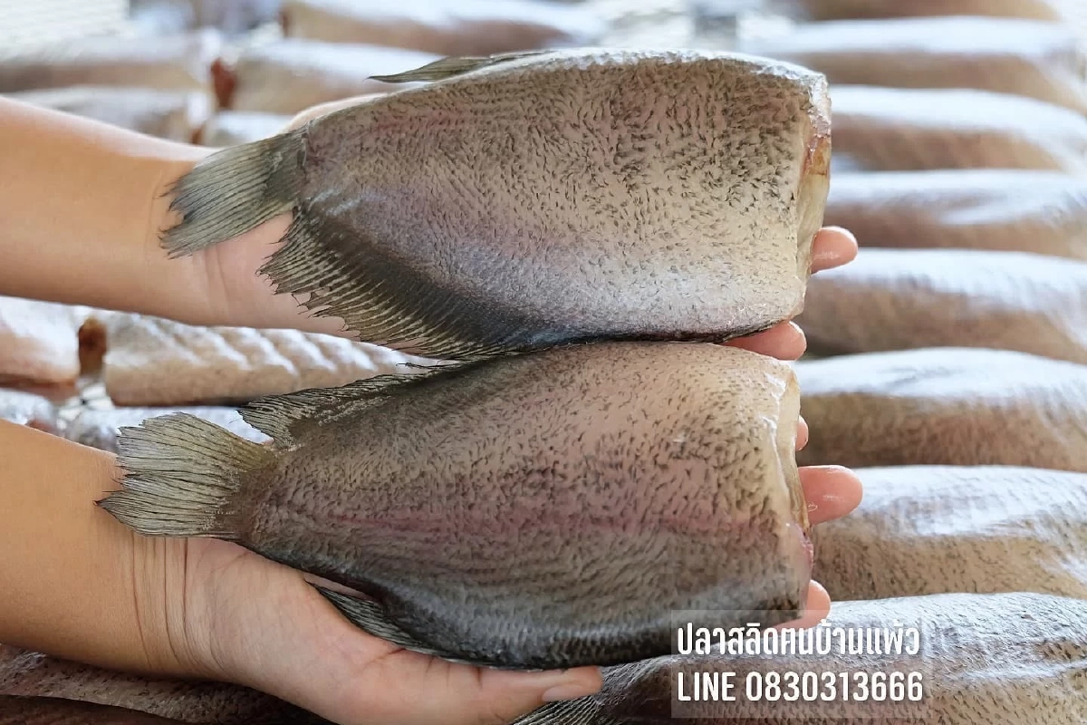 ขึ้นทะเบียน ปลาสลิดบ้านแพ้ว สินค้า GI น้องใหม่จังหวัดสมุทรสาคร