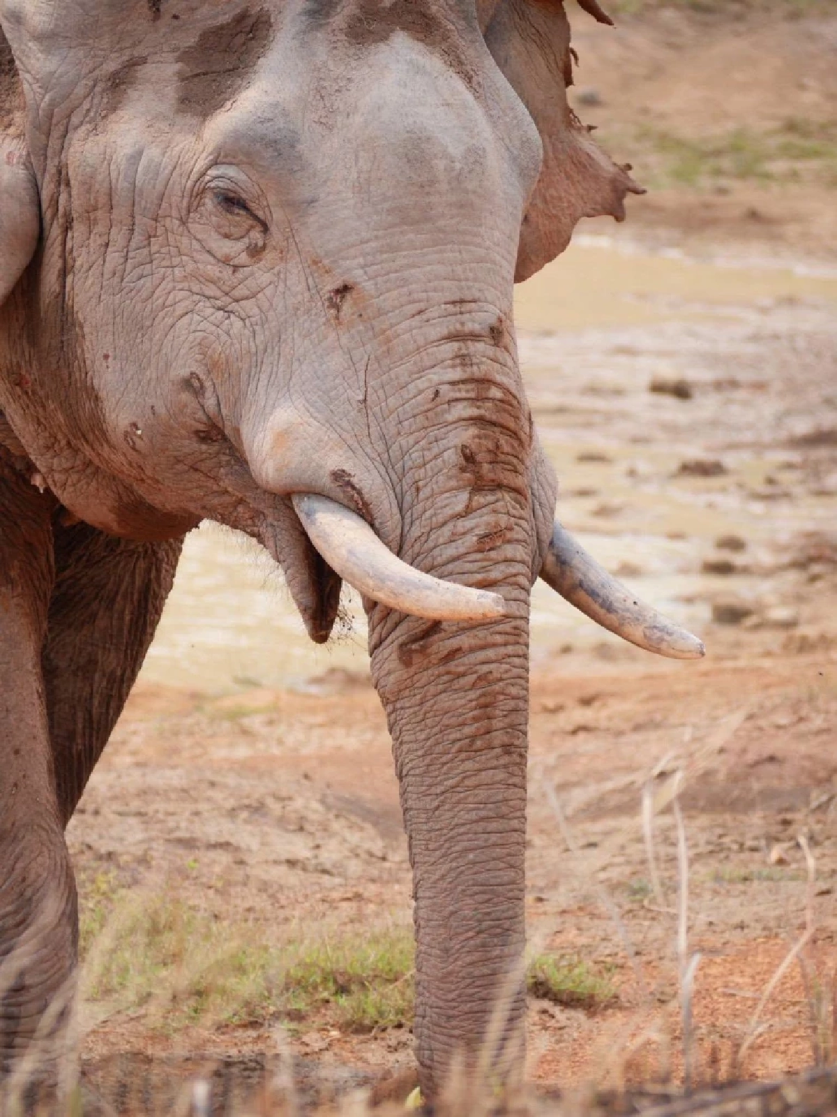 จนท.เขาใหญ่เร่งรักษา 'พลายจ่าย่น' บาดเจ็บหนัก หางขาดแผลทั่วตัว