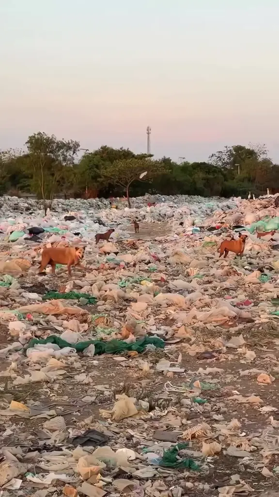 ปุ๊กลุก-ไมค์ สวมหัวใจนางฟ้าหมาจร ลุยคลองหลวงปรุงอาหารช่วยสี่ขา