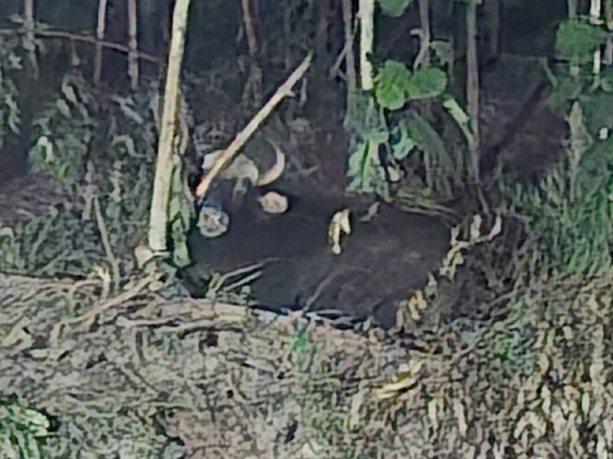 สลด! กระทิงทับลานติดบ่วงสลิง ยื้อทั้งคืนไม่รอด สั่งล่าตัวคนทำ