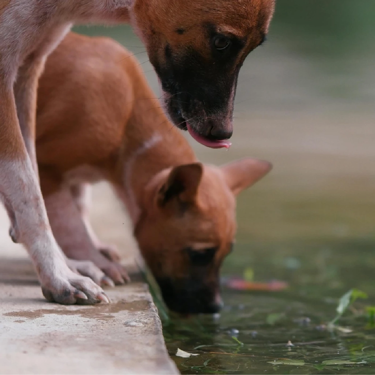 วางชามน้ำช่วยสัตว์จรจัดคลายร้อน ลดเสี่ยงฮีทสโตรกจากแดดเมืองไทย
