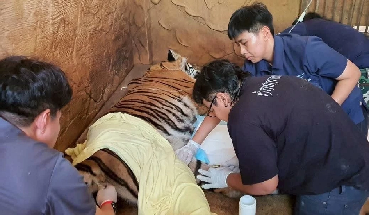 กลับมาเดินปร๋อ! สัตวแพทย์ บึงฉวาก เร่งช่วยเสือโคร่ง ภูเขียว