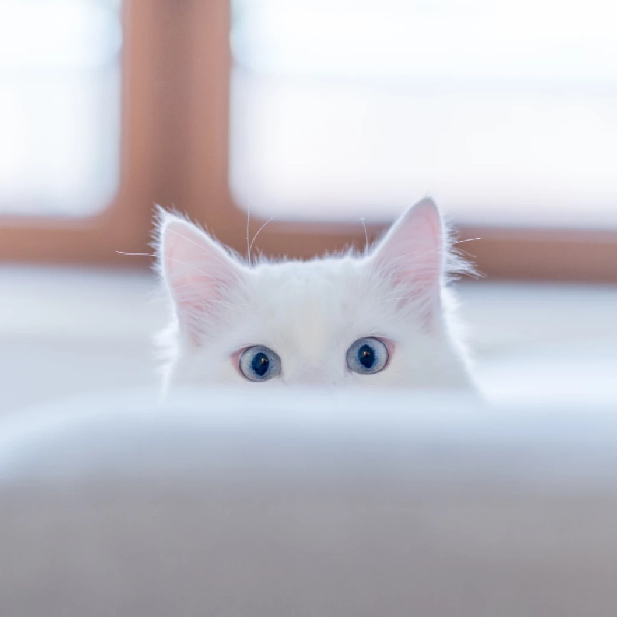 ไขความลับสุดทึ่ง เรื่องพลังพิเศษที่ซ่อนอยู่ของแมว