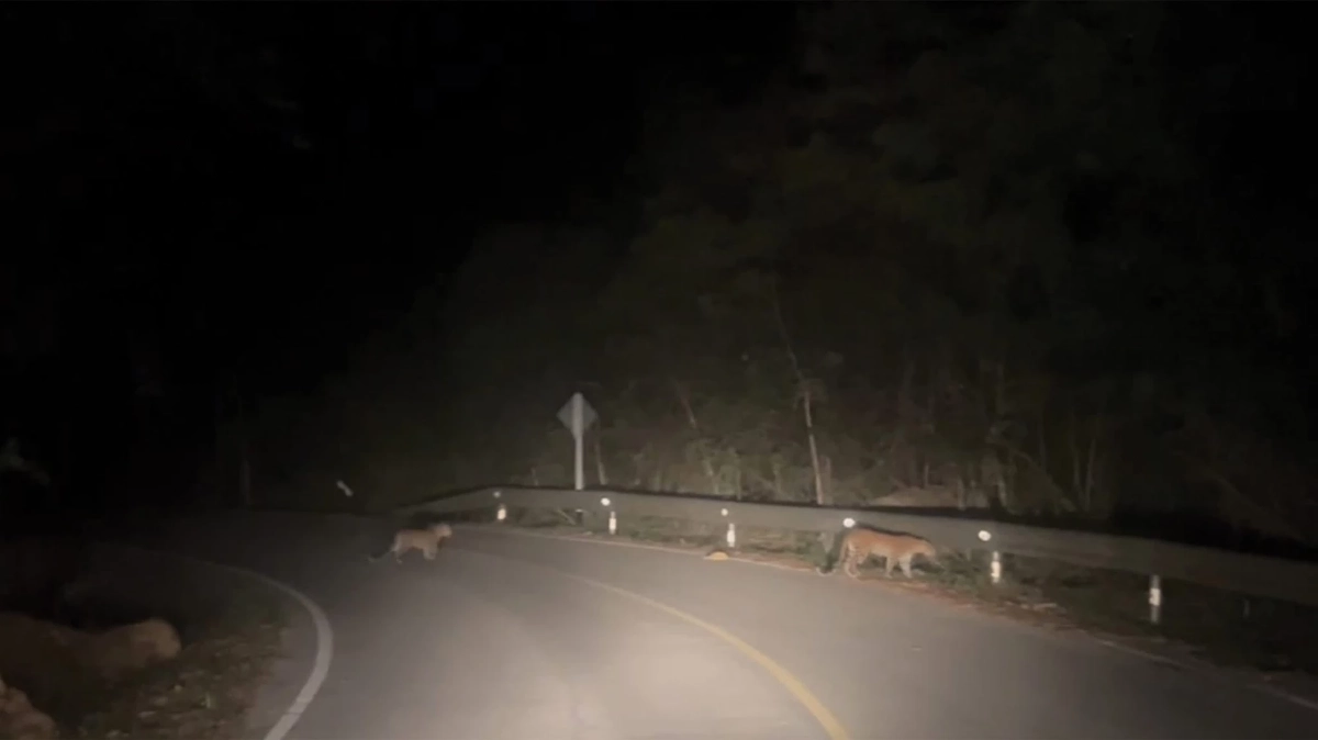 โผล่กลางป่า! พบ เสือดาวแม่ลูก ออกมาล่าเหยื่อ-หาแหล่งน้ำ