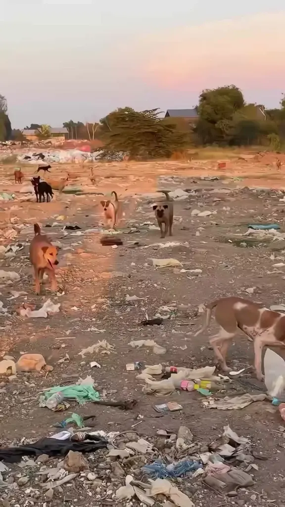 ปุ๊กลุก-ไมค์ สวมหัวใจนางฟ้าหมาจร ลุยคลองหลวงปรุงอาหารช่วยสี่ขา