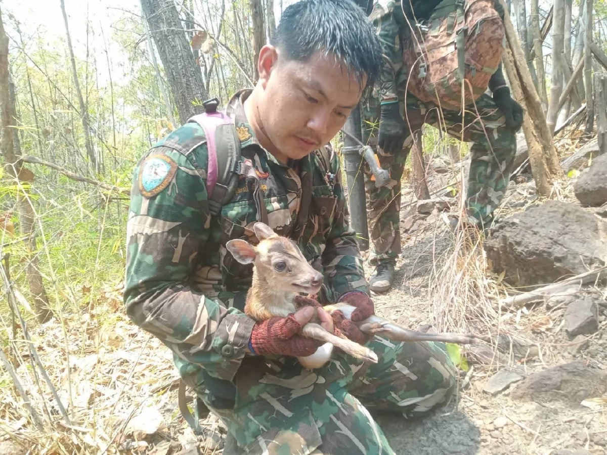 ใจสลาย! ลูกเก้งเขาหลวงวิ่งหนีไฟซบเจ้าหน้าที่ หลังมนุษย์เผาป่า