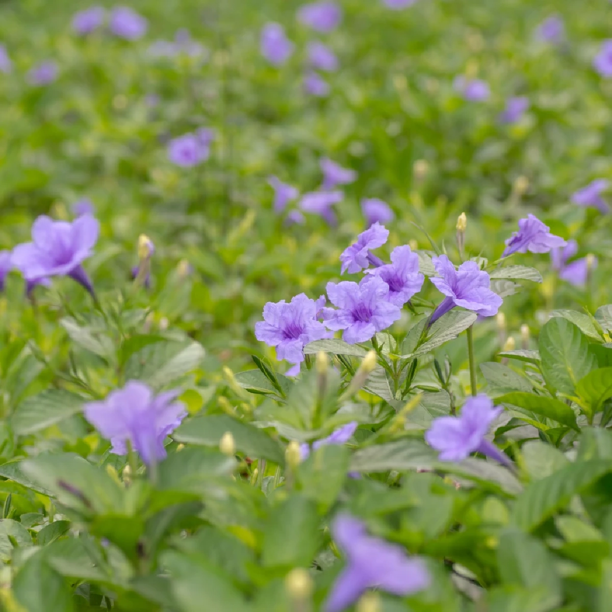 เจาะลึกกลไกเมล็ดเป๊าะแป๊ะ พร้อมสรรพคุณทางยา