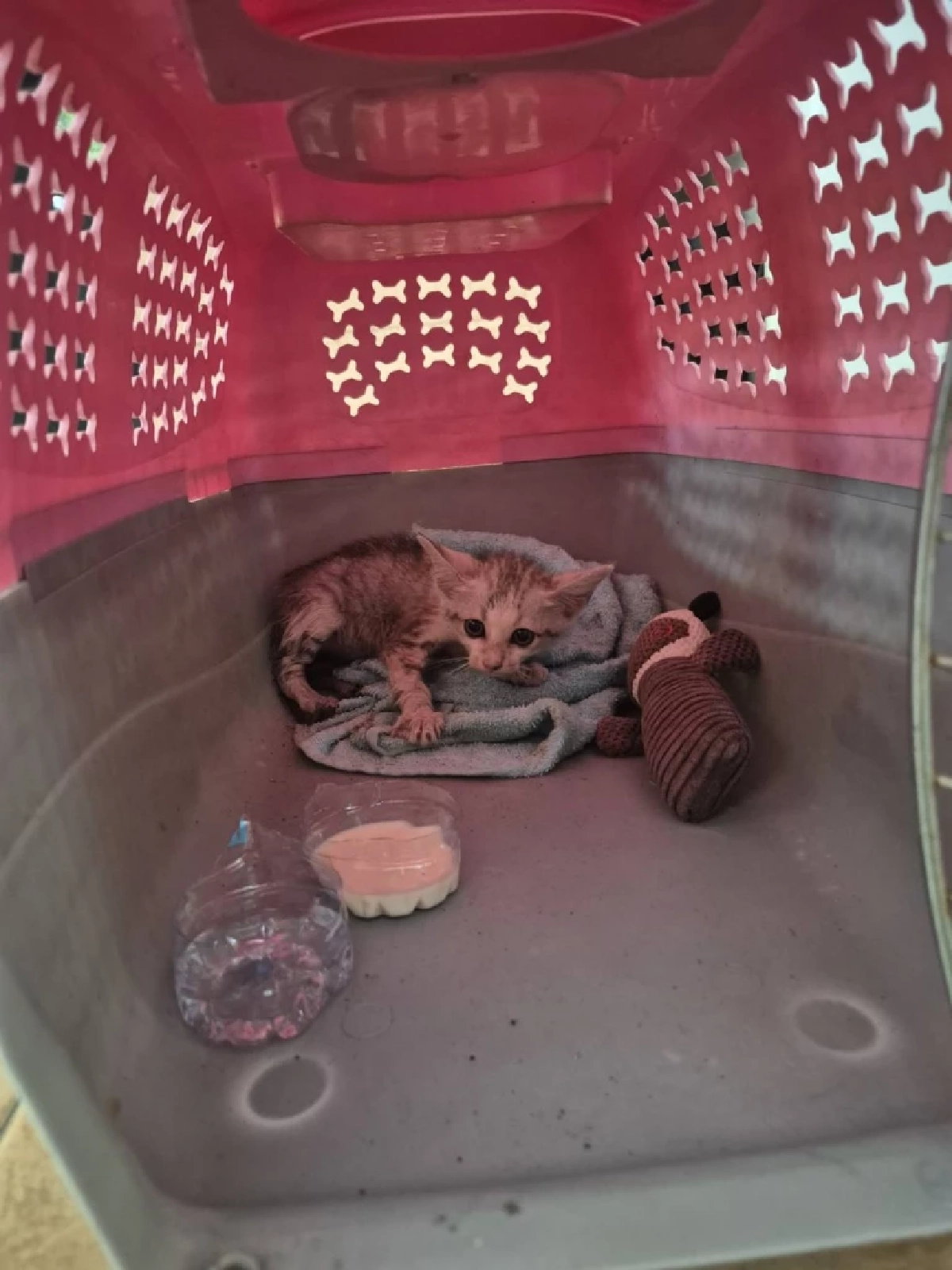 นาทีชีวิต แบ็คโฮขุดถนนช่วยแมวติดท่อ เจ้าหน้าที่ลั่นทุกชีวิตมีค่า