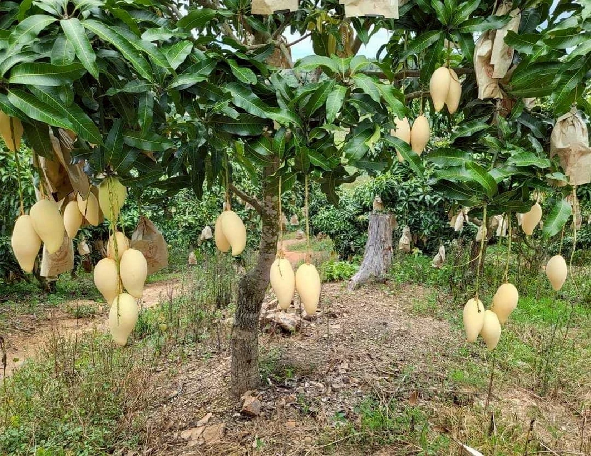 ชูของดี GI อีสาน “มะม่วงน้ำดอกไม้สีทองบ้านแฮดขอนแก่น” เสิร์ฟความหวานในงานแต่ง ณเดชน์–ญาญ่า