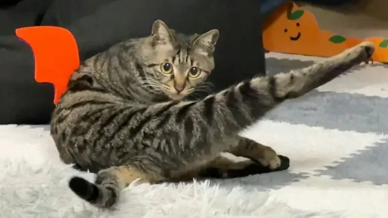 เปิดวาร์ป แมวขาเรียวสวยจนคนอิจฉา กลายเป็นขวัญใจชาวเน็ต