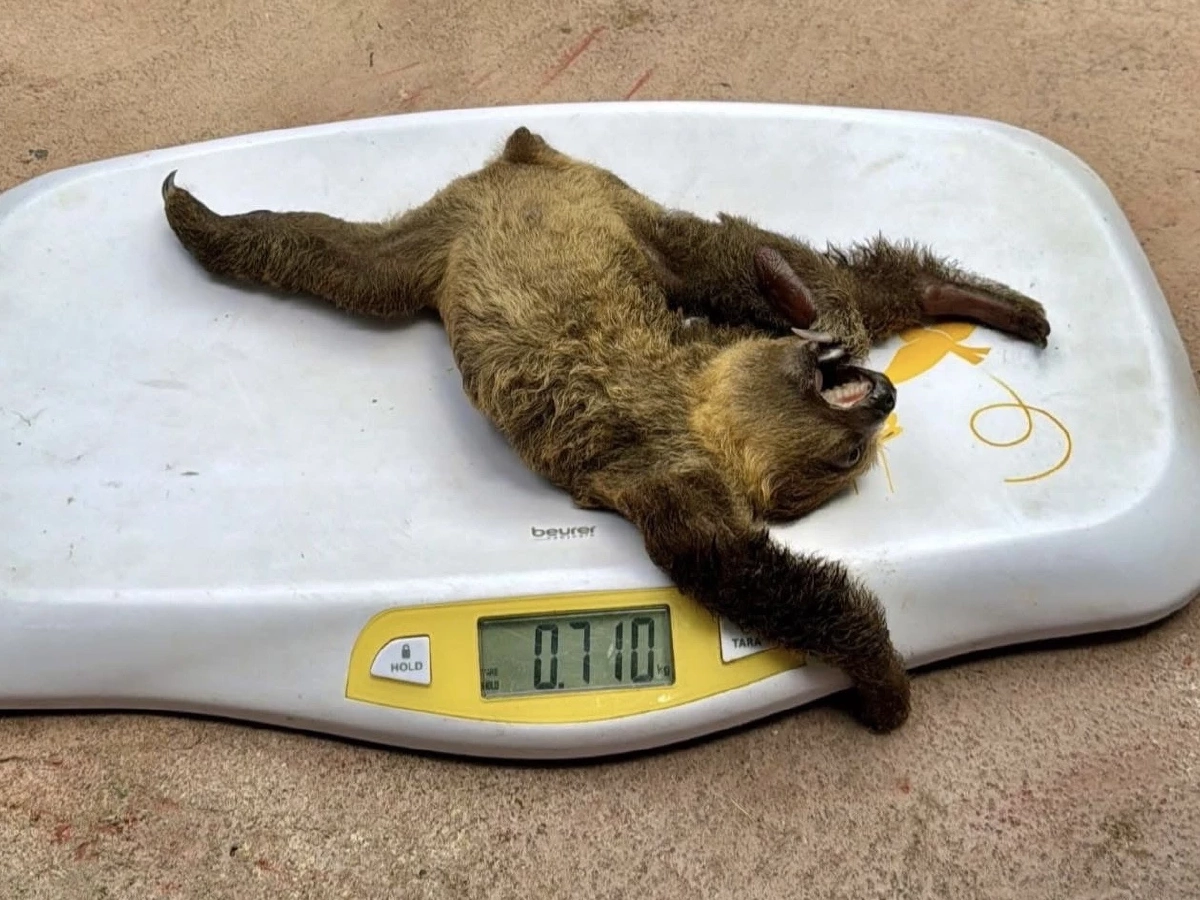 เขาเขียวเจาะเลือดลูกสลอธตรวจ DNA ลุ้นเพศก่อนโหวตชื่อ