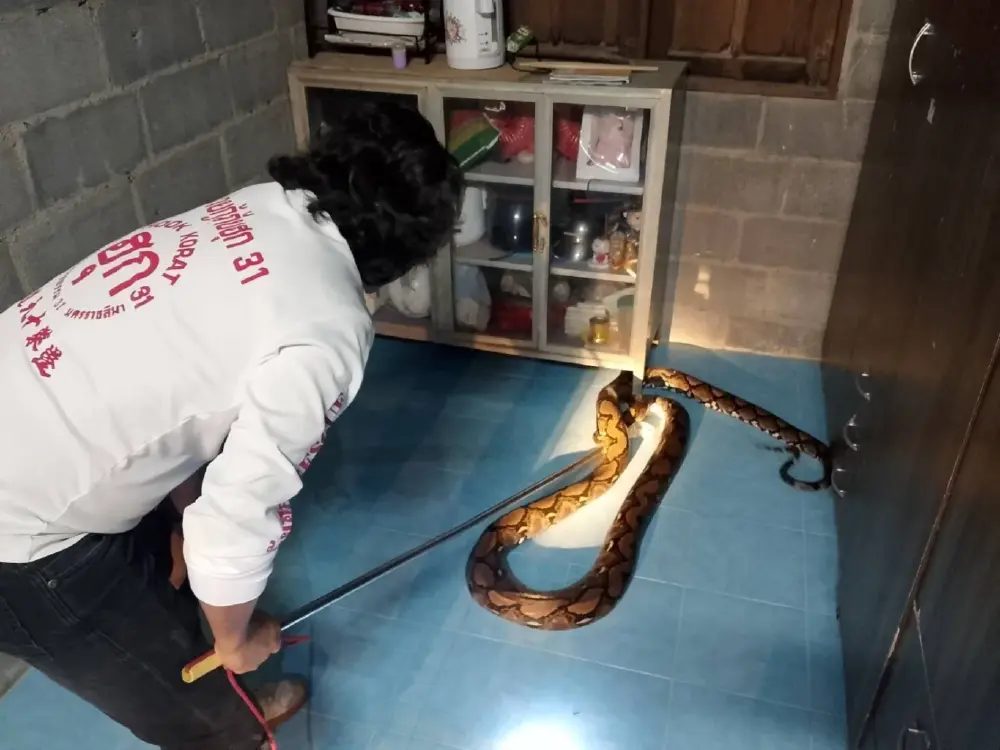 เปิดบ้านเลขที่ งูเหลือมยักษ์ 5 เมตร เลื้อยซุกครัวกลางดึก