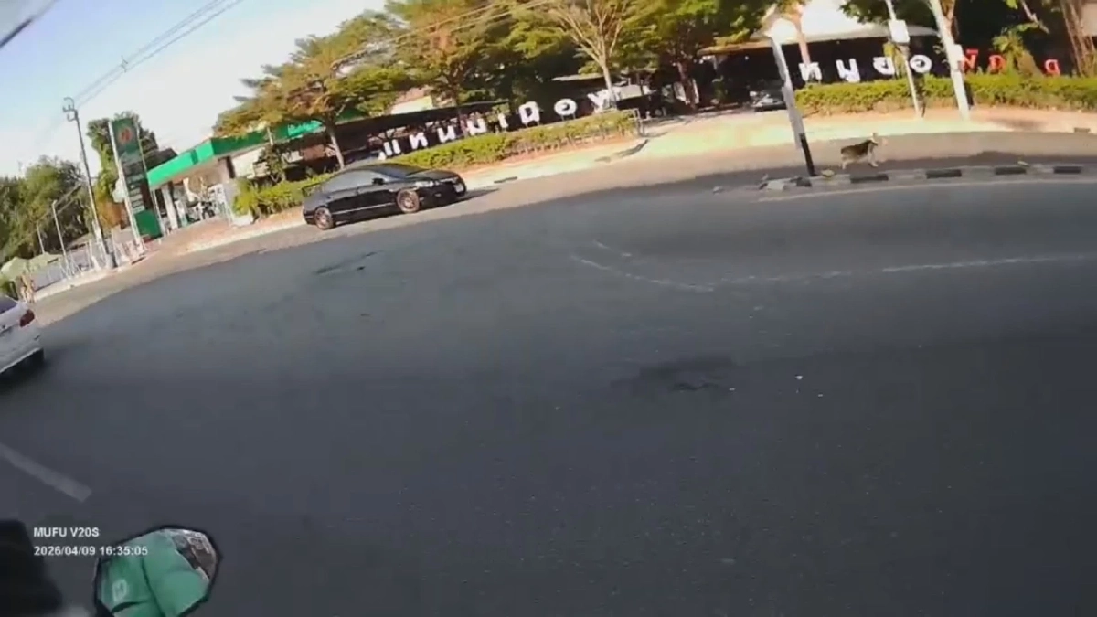 นาทีชีวิตบีเกิ้ลวิ่งตัดหน้าถนน 5 เลน ไรเดอร์ใจหล่อช่วยหวิดดับ