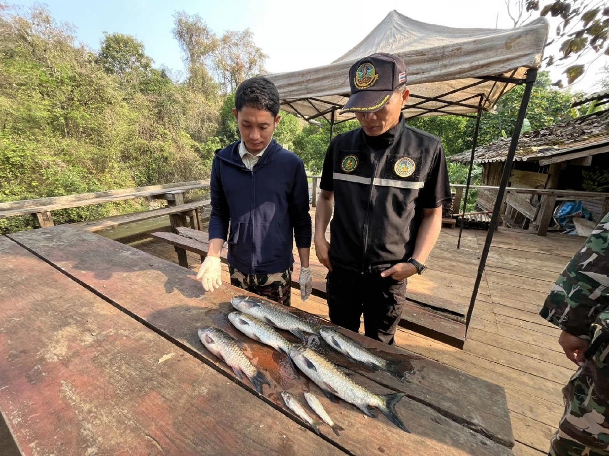 ผู้ว่าฯ แม่ฮ่องสอนยันปลาตายไม่ใช่สารเคมี ยันบริโภคได้