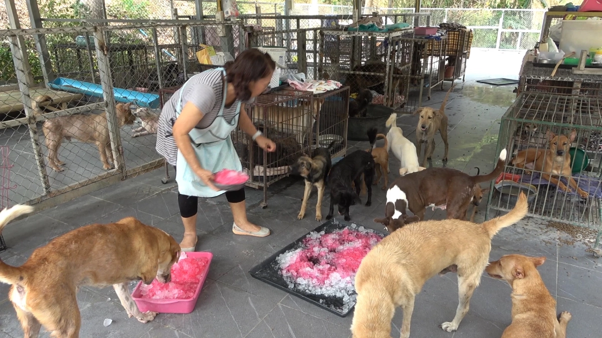 ลำปางร้อนทะลุ 43 องศา! หมาแมวพันกว่าตัวที่วัดเวฬุวนารามกระทบหนัก