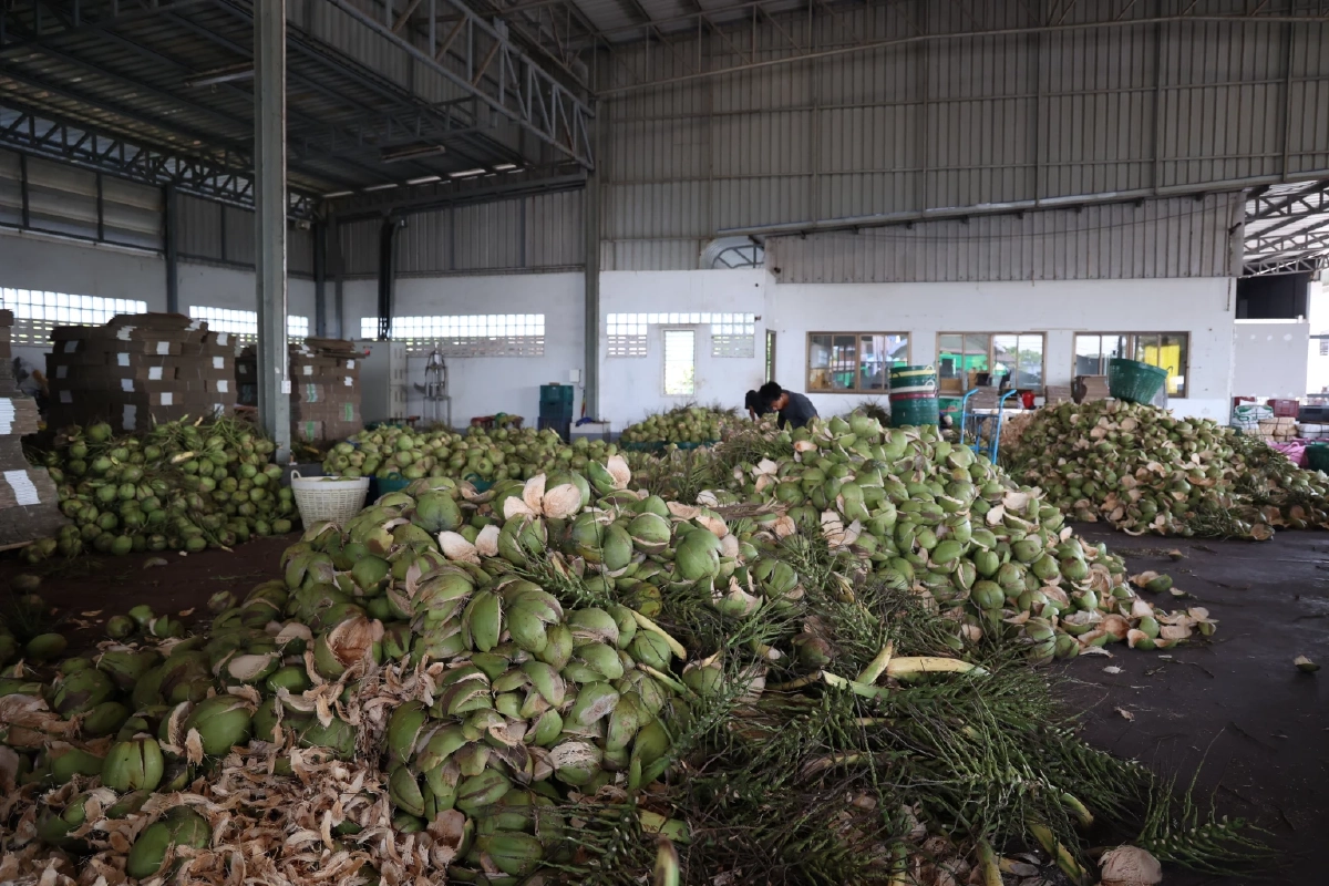 "ดอยคำ"ผนึก พี วาย ไทยฟรุต แก้วิกฤตมะพร้าวล้นตลาดราชบุรี สร้างความมั่นคงให้เกษตรกร