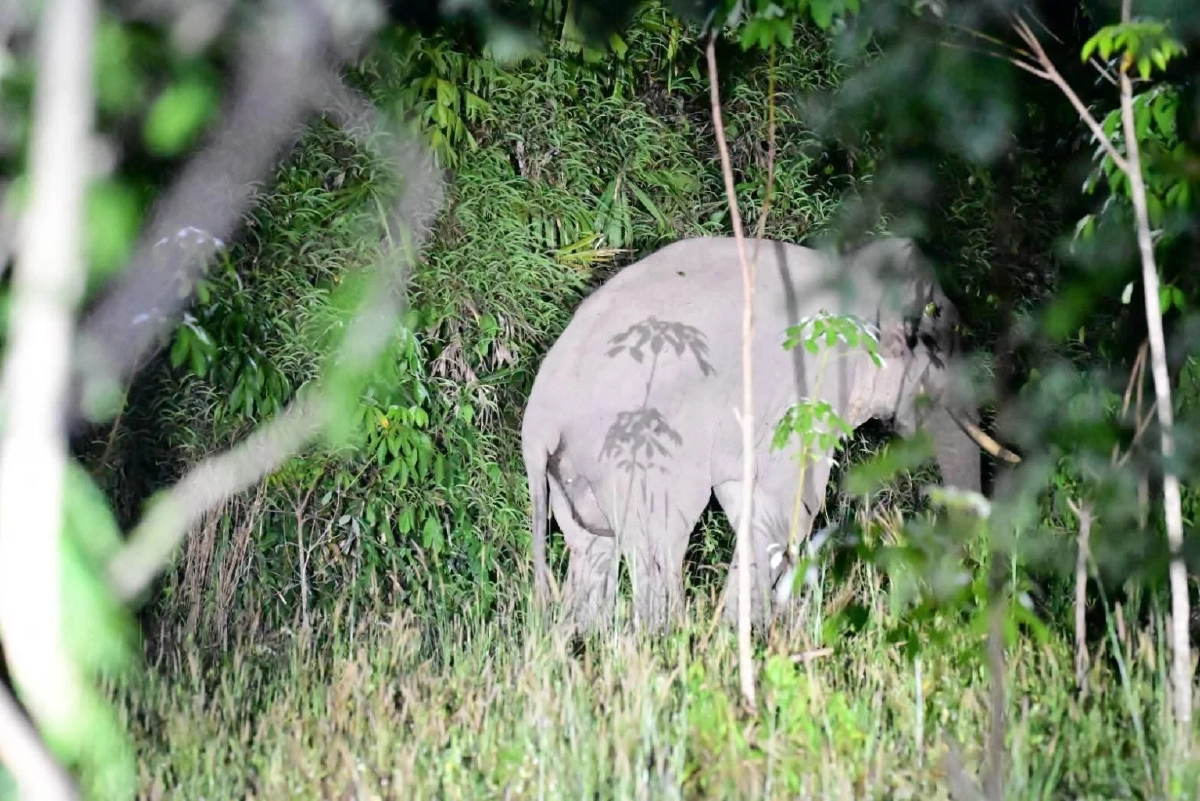 เขตฯ อ่างฤาไน ใช้โดรนติดตามช้างป่าบาดเจ็บที่เขาชะเมา เตรียมรักษาด่วน