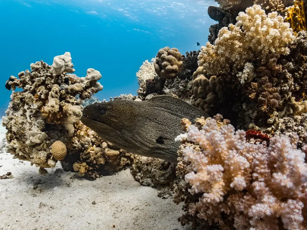 รู้แล้ว "ไข่เอเลี่ยน" คืออะไร หลังลือเป็นไข่สัตว์ประหลาดนอกโลก