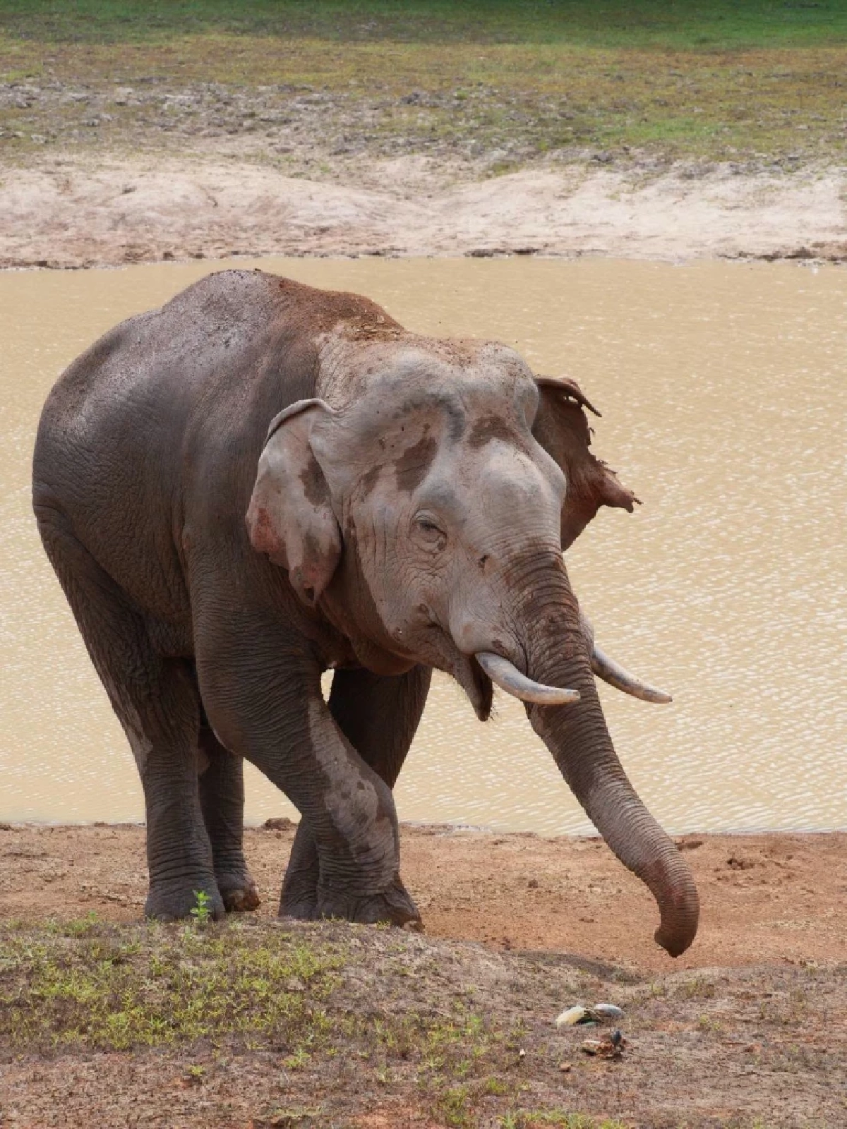 จนท.เขาใหญ่เร่งรักษา 'พลายจ่าย่น' บาดเจ็บหนัก หางขาดแผลทั่วตัว