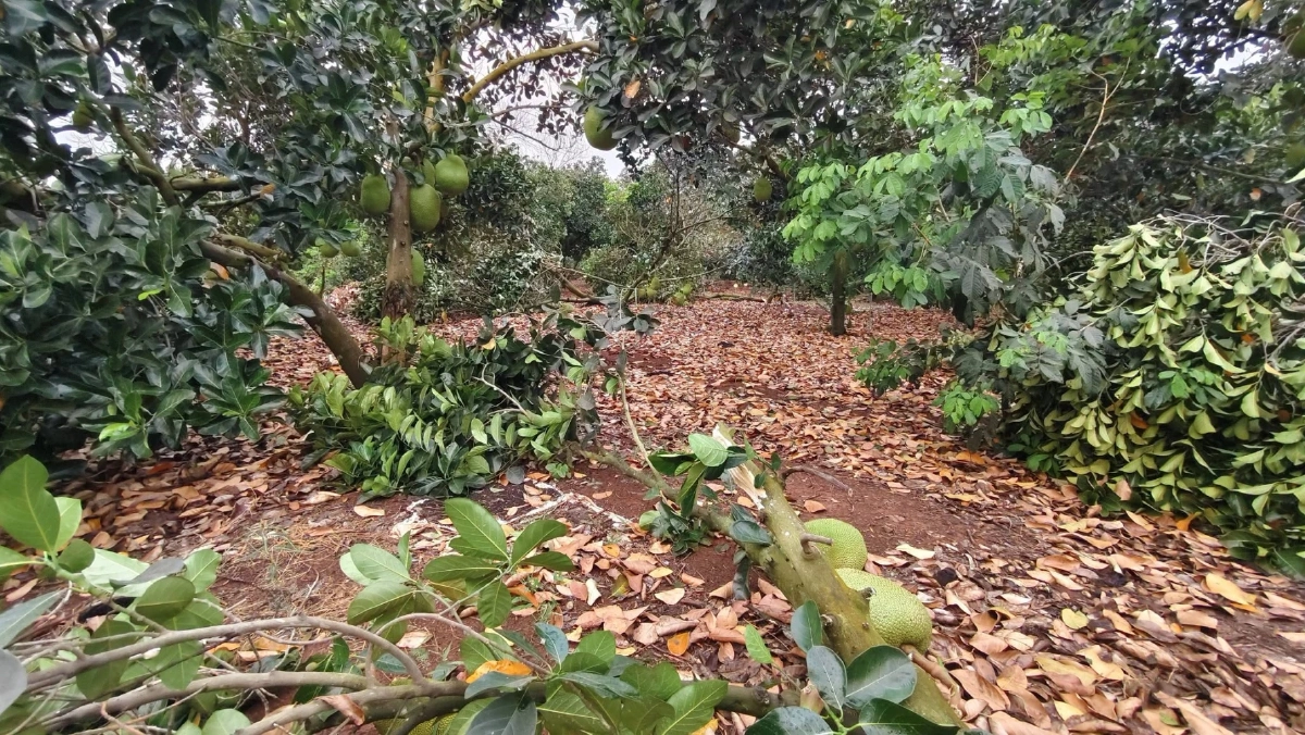 พายุฤดูร้อนถล่มโคราช สวนทุเรียนเสียหายหนักกว่า 10 แห่ง