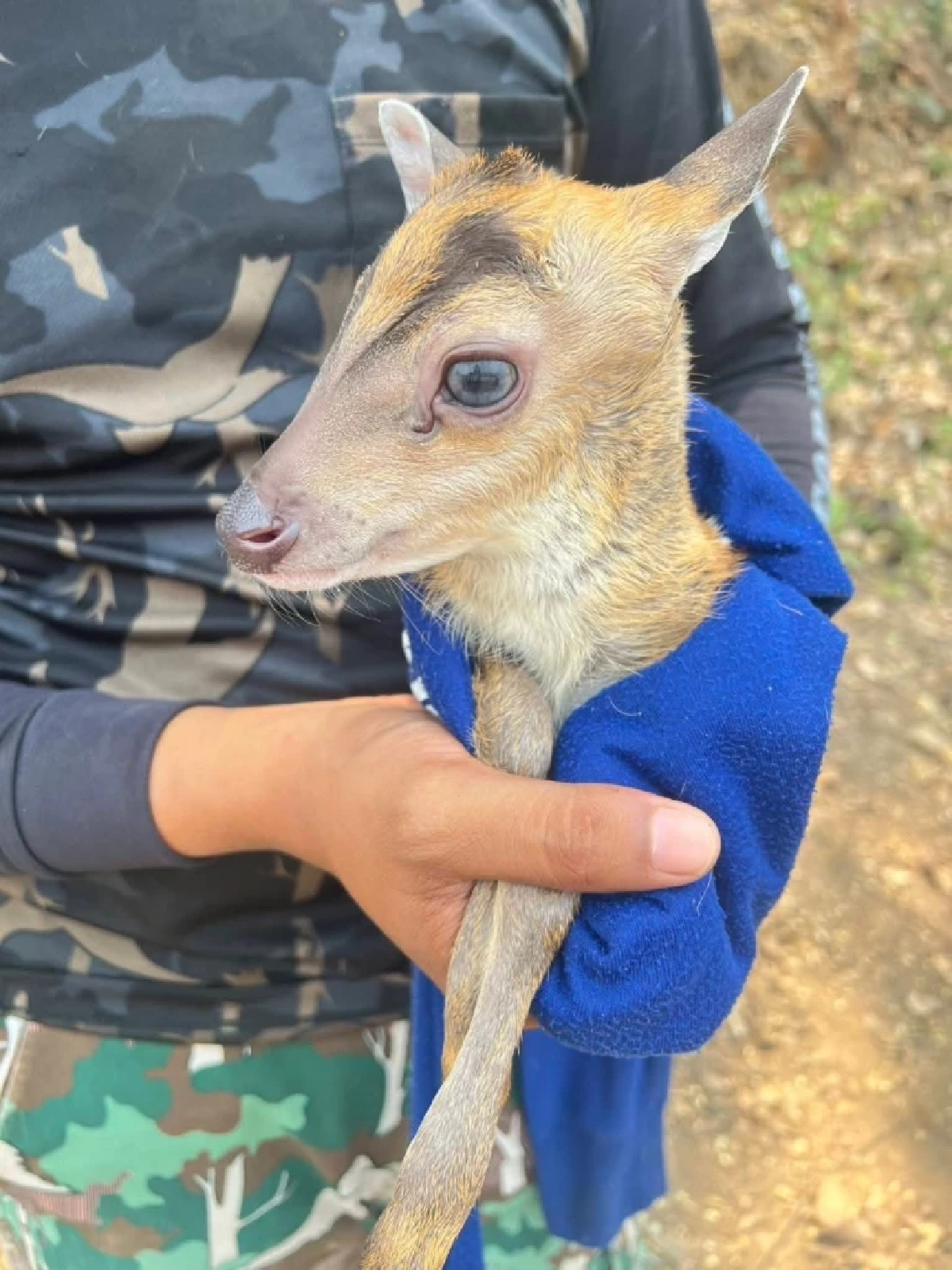 ใจสลาย! ลูกเก้งเขาหลวงวิ่งหนีไฟซบเจ้าหน้าที่ หลังมนุษย์เผาป่า