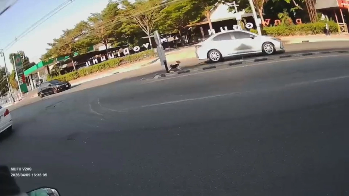 นาทีชีวิตบีเกิ้ลวิ่งตัดหน้าถนน 5 เลน ไรเดอร์ใจหล่อช่วยหวิดดับ