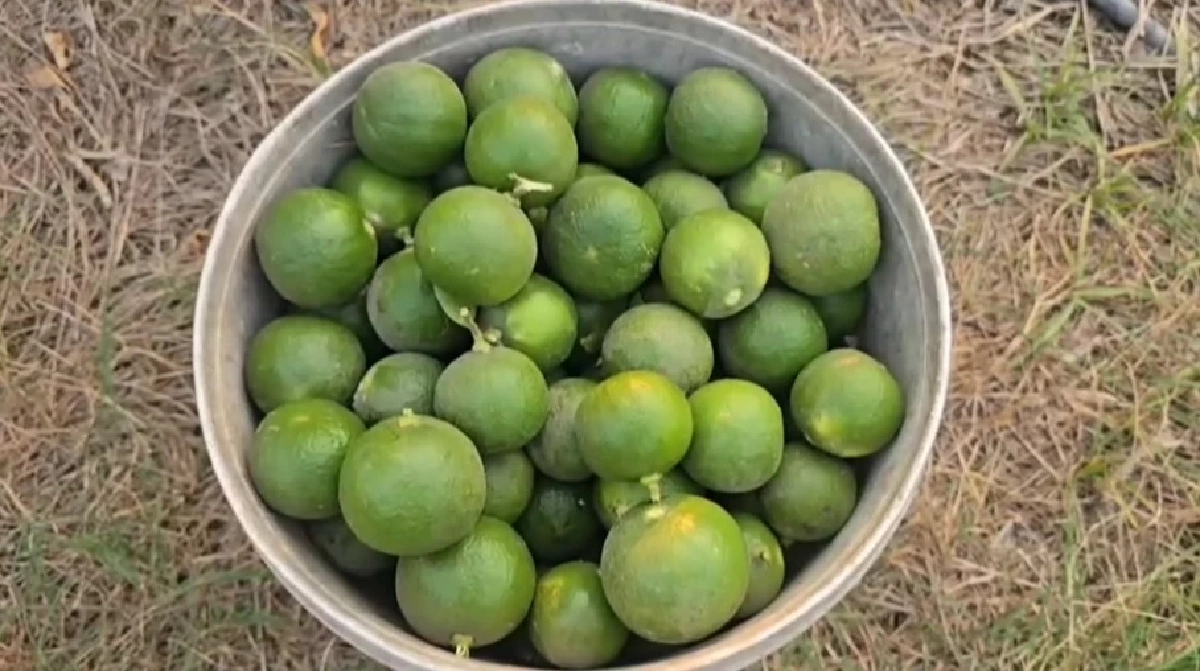 มะนาวแพงจัด! เกษตรกรนครสวรรค์ผวาหนัก ต้องนอนเฝ้าสวนกันขโมย