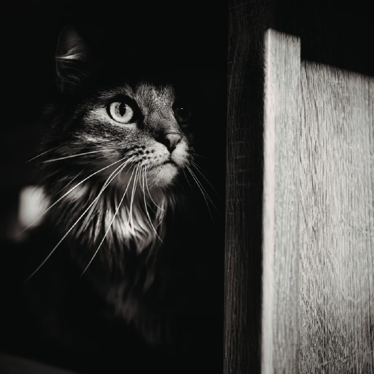 แมวหายไม่ต้องกลัว วิธีตามหาแมวหายสุดแปลก ที่ทำแล้วได้ผลจริง