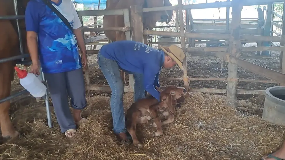 ฮือฮาทั้งจังหวัด! ลูกวัว 2 หัวเกิดที่ขอนแก่น คอหวยแห่ส่องเลขเด็ด