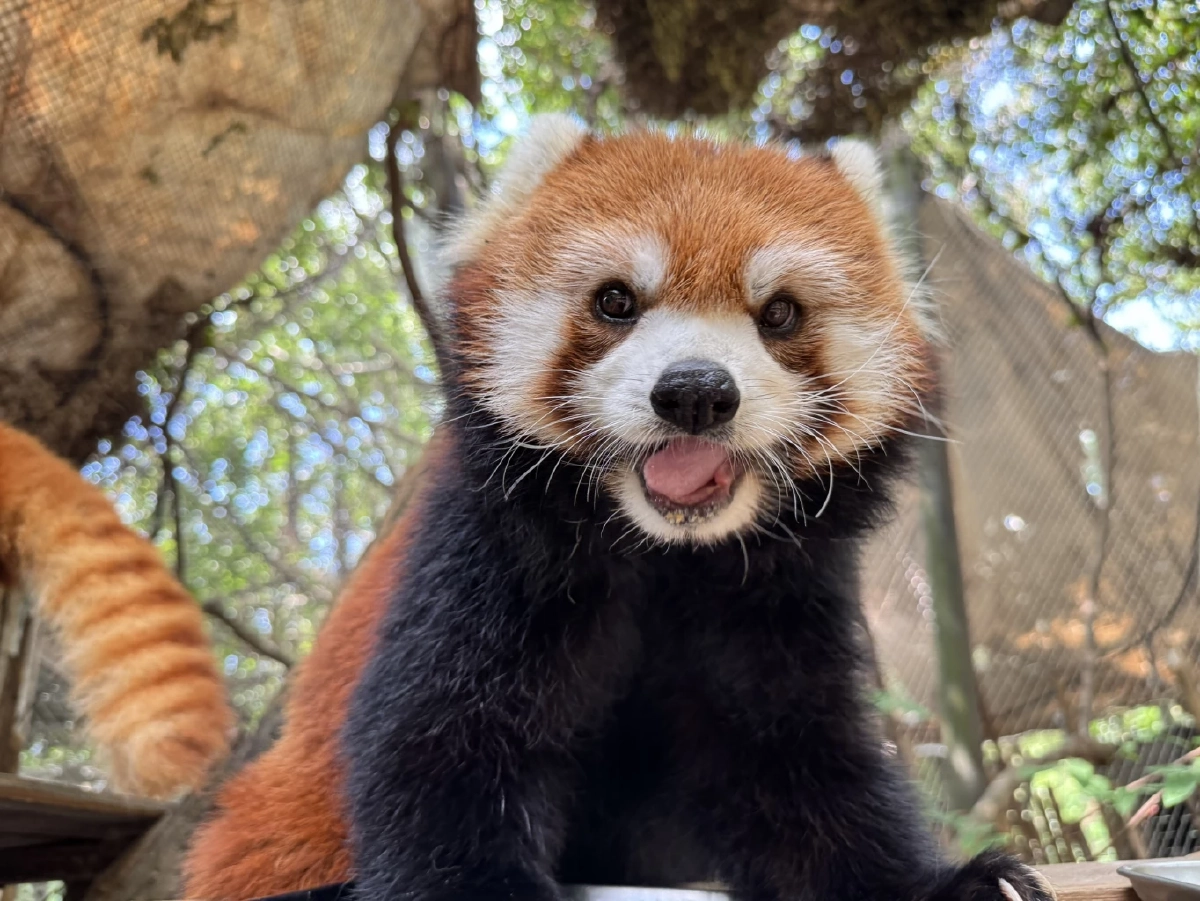 สวนสัตว์เปิดเขาเขียว เปิดตัวแพ็คเกจ VIP ใกล้ชิดแพนด้าแดง