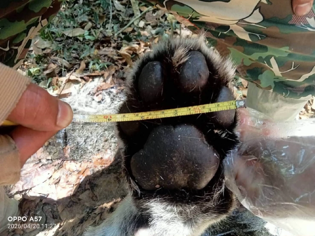 สลด! พบซากเสือโคร่งวัยรุ่นกลางป่าทุ่งใหญ่ฯ คาดศึกชิงถิ่น