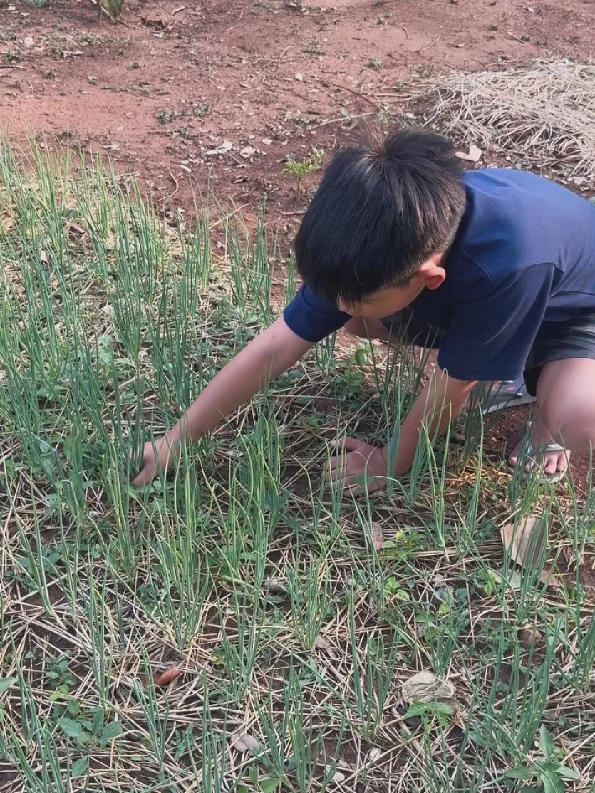 หมอโอ๊ค สมิทธิ์   ชวนลูกชาย ลุยเก็บผลผลิต โตไวหล่อเหมือนพ่อ