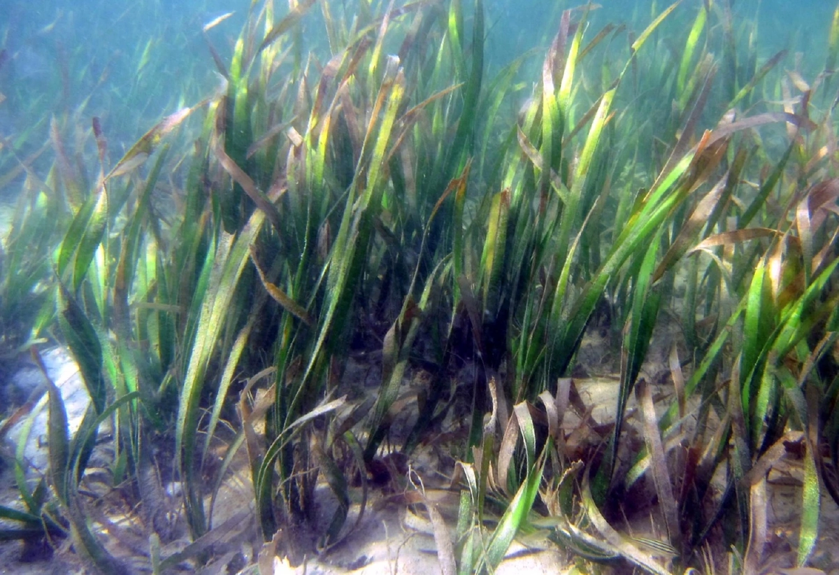 สุดเจ๋ง ม.เกษตรฯ เพาะเนื้อเยื่อหญ้าทะเลสำเร็จครั้งแรกของโลก