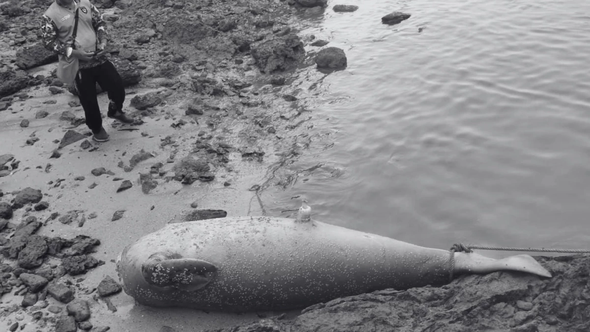 สลด! พบซากพะยูนถูกตัดหัวมัดหินถ่วงน้ำ เจ้าหน้าที่เร่งล่าคนผิด