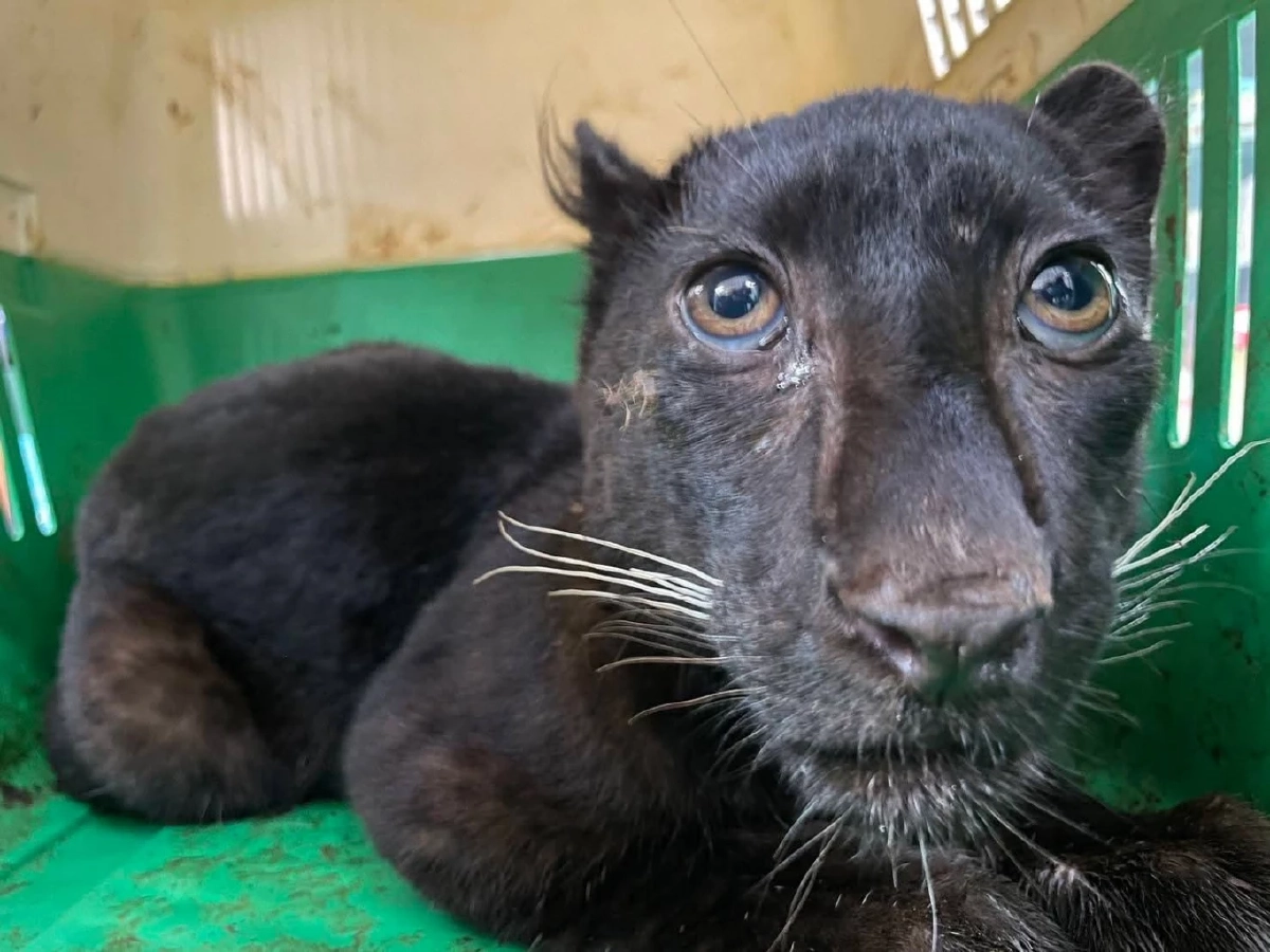 ส่องแผนแสบ! อ้างเป็นแมวดำที่แท้คือลูกเสือดำ จ่อส่งพม่า