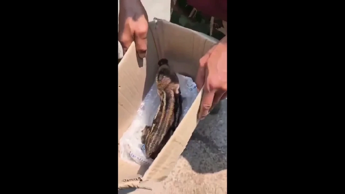 ช่วยลูกหมูป่า "บุญรอด" หนีไฟป่าเชียงดาว สภาพถูกไฟคลอกอิดโรย