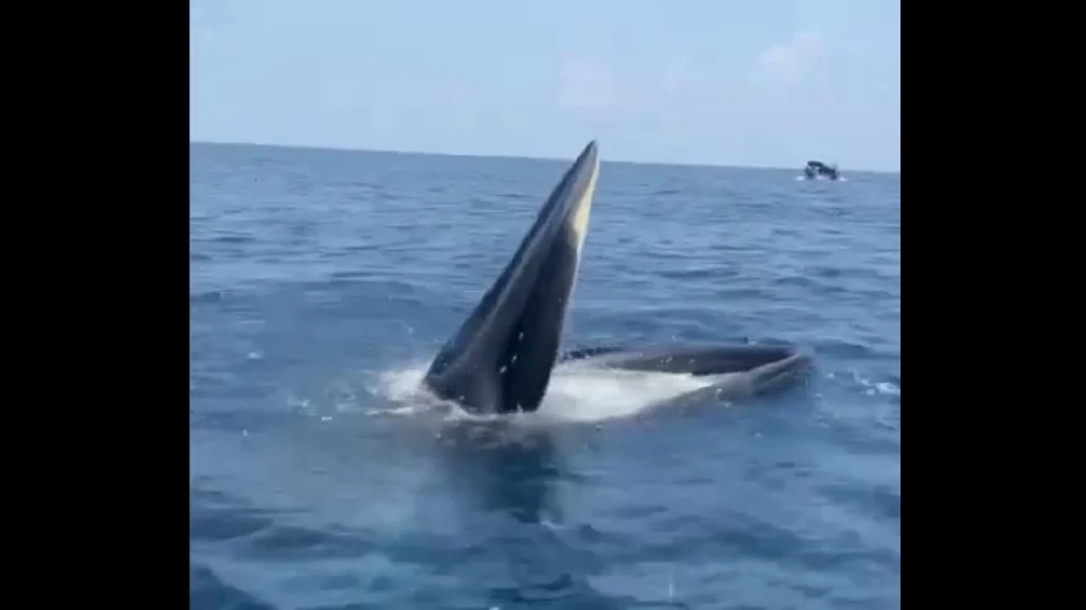 วาฬบรูด้าโผล่อวดโฉมทะเลชุมพร ต้อนรับนายกฯ-โชว์ความสมบูรณ์