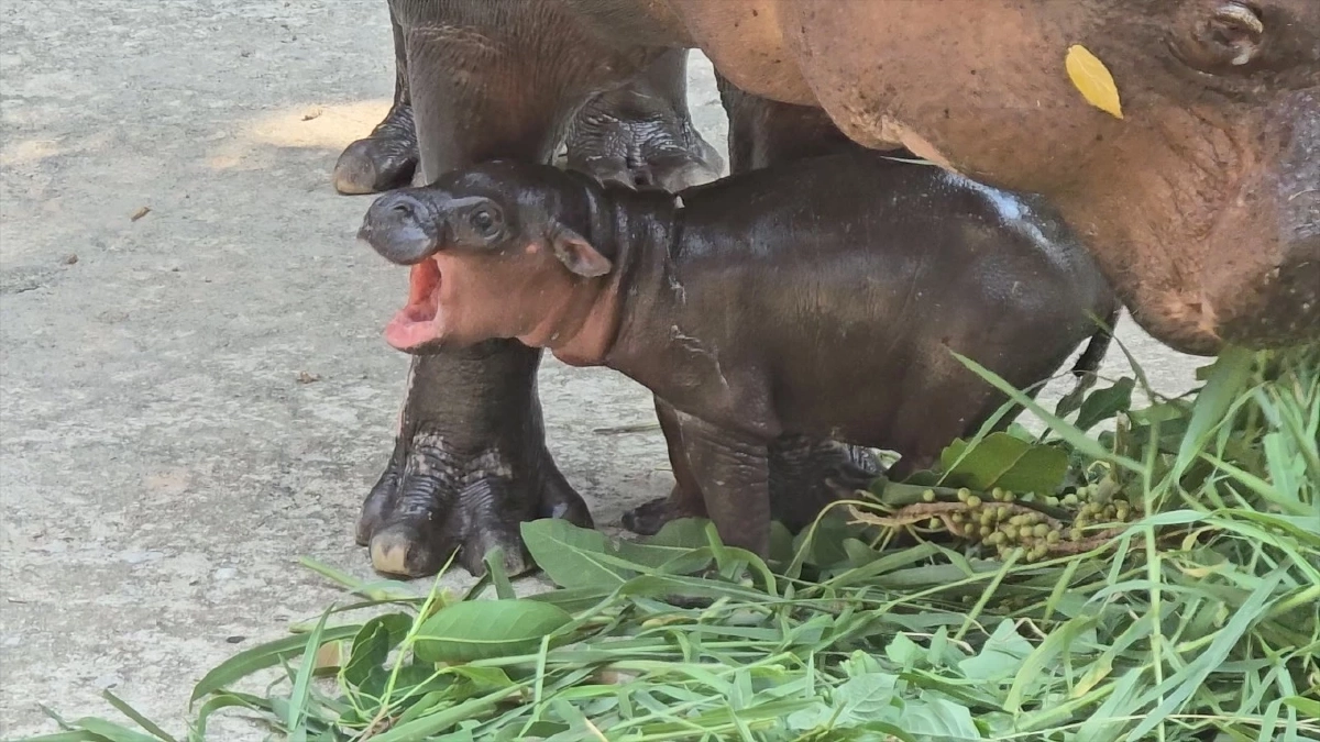 สวนสัตว์ขอนแก่นเฮ! ได้สมาชิกใหม่ ลูกฮิปโปแคระ หลานหมูเด้ง