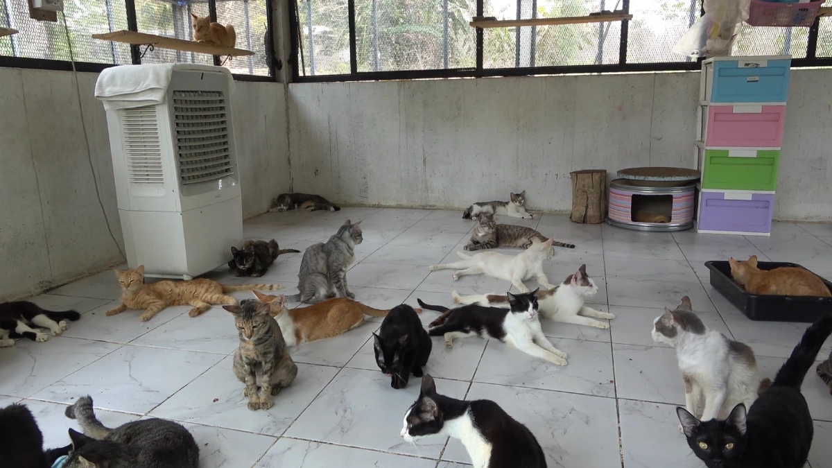 ลำปางร้อนทะลุ 43 องศา! หมาแมวพันกว่าตัวที่วัดเวฬุวนารามกระทบหนัก