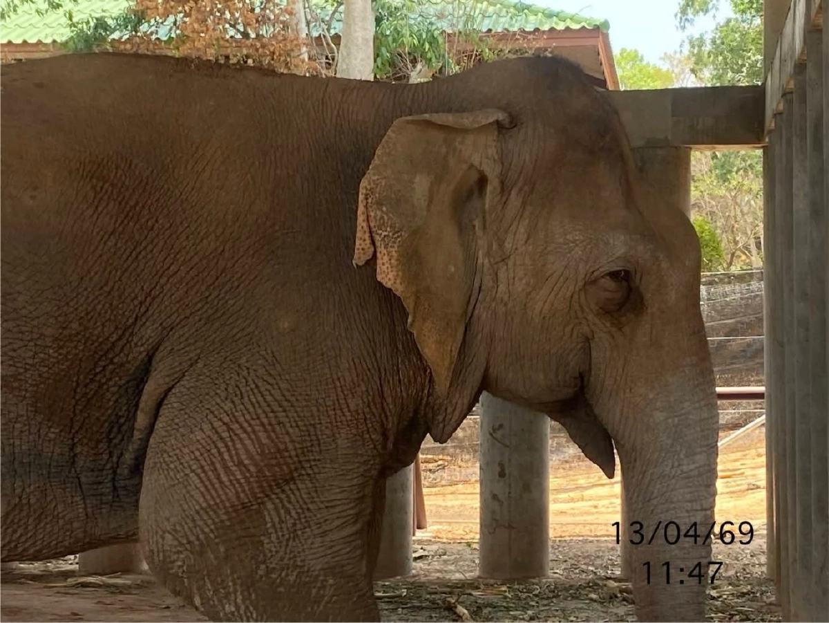 เผยความจริง! สีดอแก้วตาเจ็บจริงไหม? หลังคลิปว่อนโซเชียล