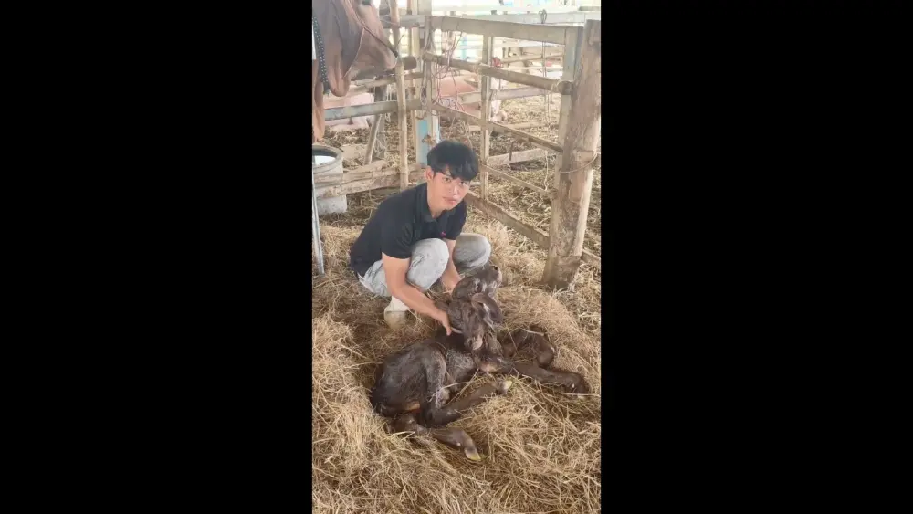 ฮือฮาทั้งจังหวัด! ลูกวัว 2 หัวเกิดที่ขอนแก่น คอหวยแห่ส่องเลขเด็ด